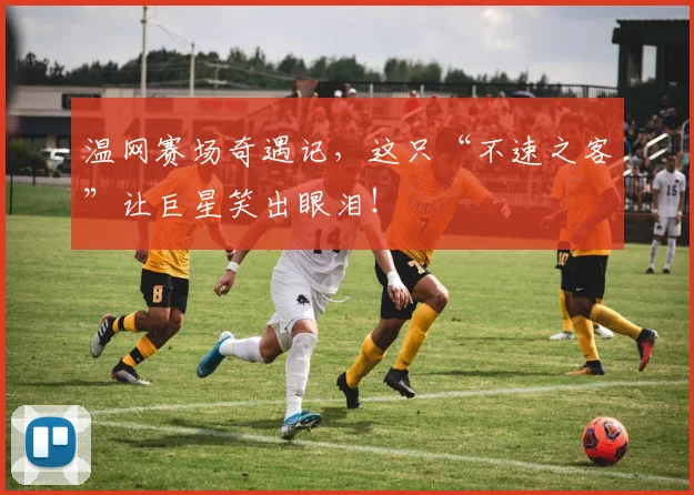 温网赛场奇遇记，这只“不速之客”让巨星笑出眼泪！